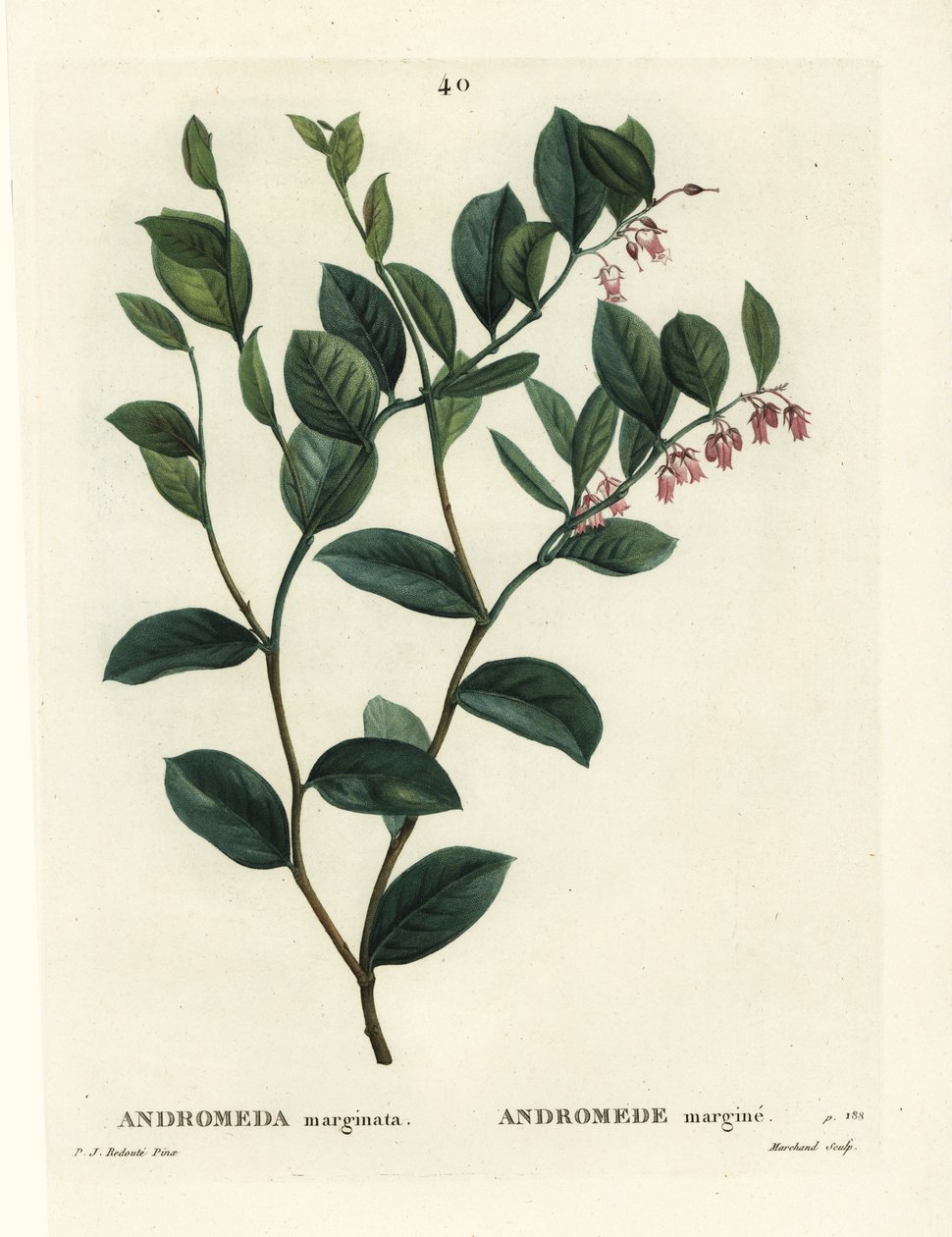 Fetterbush ، أندروميدا مارغيناتا. نقش منقوش يدويًا من قبل J.Marshand بعد رسم بيير جوزيف ريدوت من Henri Louis Duhamel du Moncel's Treat des Arbres et Shrustes ، باريس بواسطة بيير جوزيف ريدوت