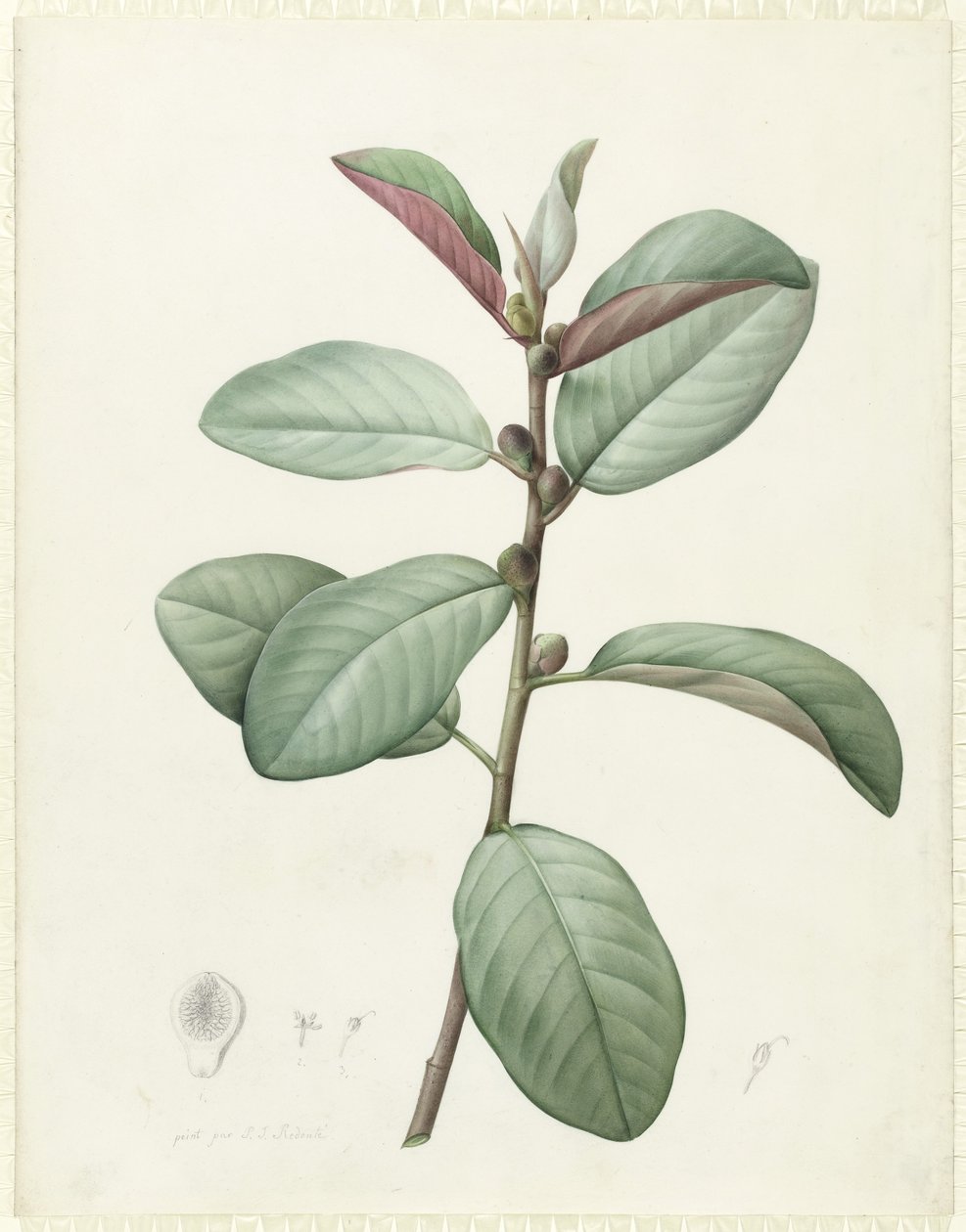 Ficus Rubeginosa (المرحاض ولون الجسم فوق الجرافيت على الرق) بواسطة بيير جوزيف ريدوت