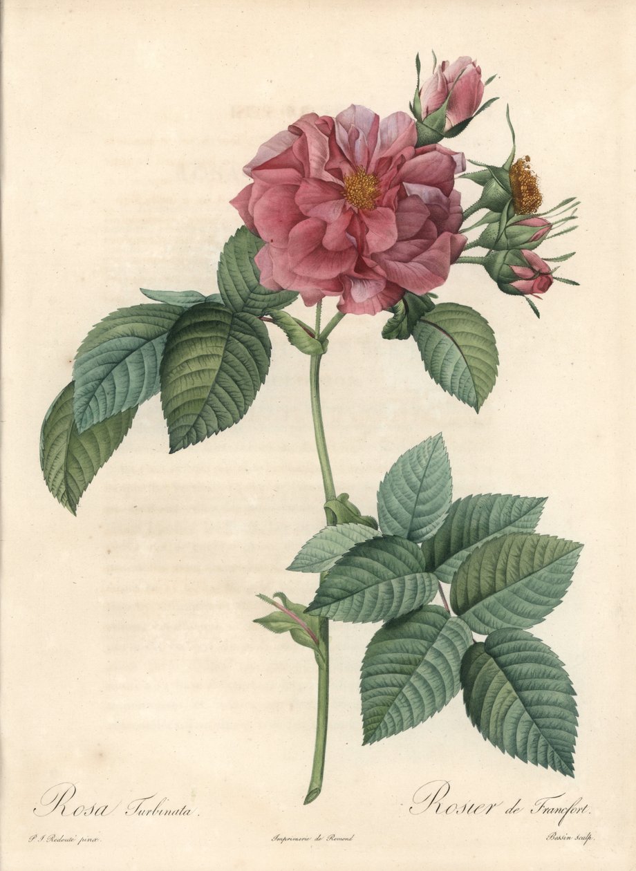 فرانكفورت روزير - Eau forte de Bessin ، بناءً على توضيح من بيير جوزيف ريدوت (1759-1840) ، من Les Roses بواسطة بيير جوزيف ريدوت