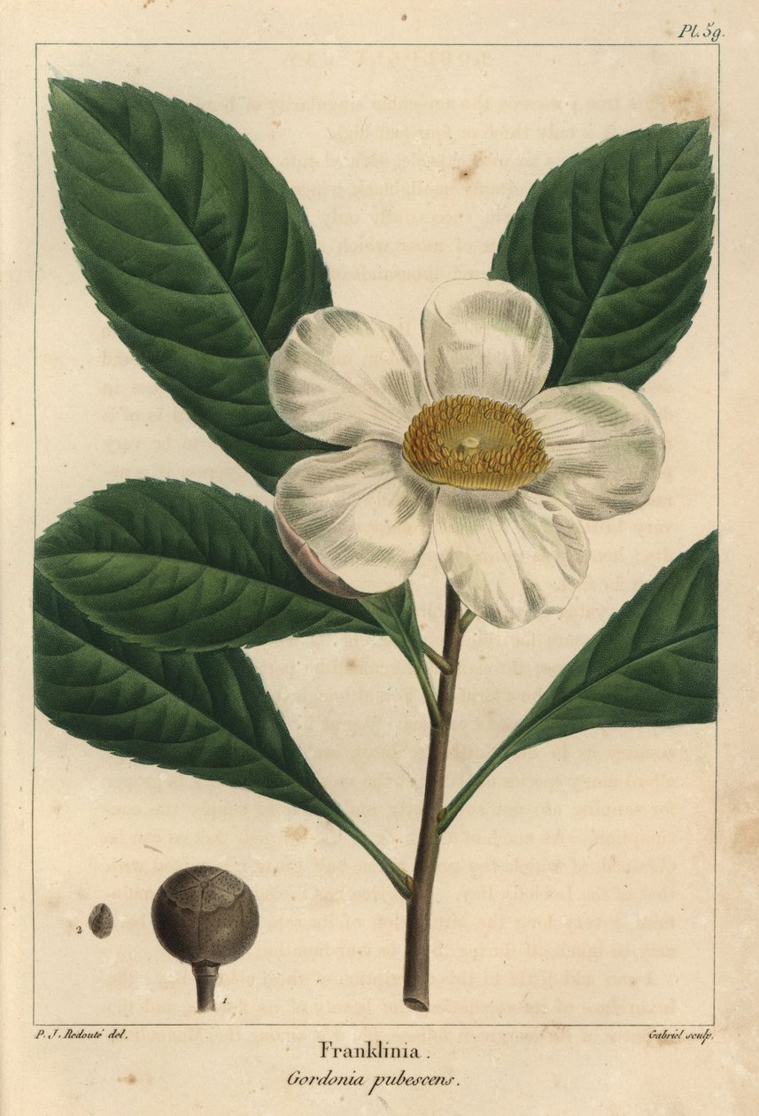 Franklinia tree, Gordonia pubescens (engraving) بواسطة بيير جوزيف ريدوت