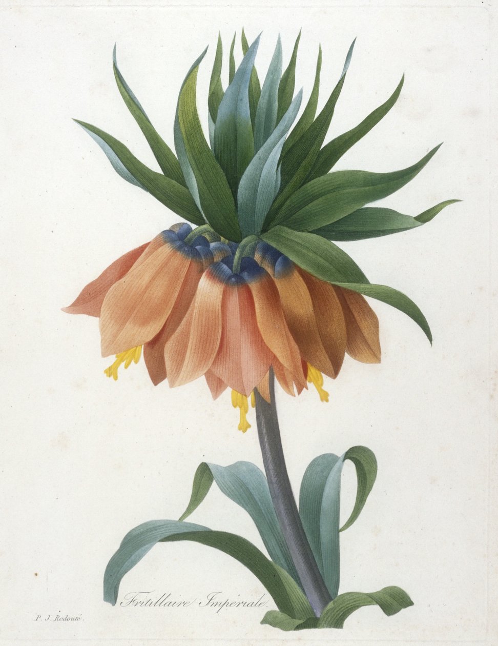 فريتيلا إمبريال ، من اختيار أجمل الزهور وأجمل الفواكه ، 1827 بواسطة بيير جوزيف ريدوت
