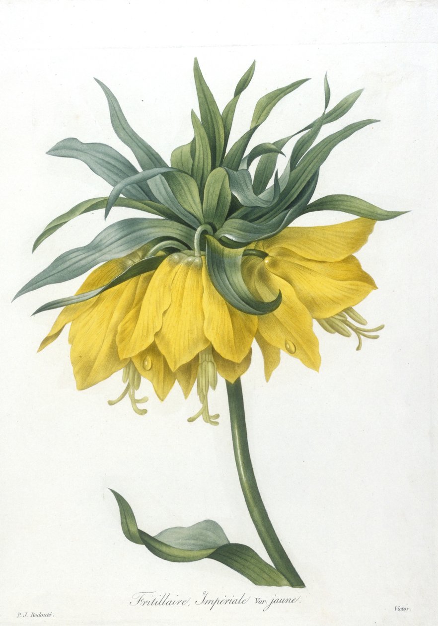 Fritillaire ، Imperiale variété jaune ، من Choice Des Plus Belle Fleurs et des Beaux Fruits ، 1827 (نقش يدوي ملون) بواسطة بيير جوزيف ريدوت
