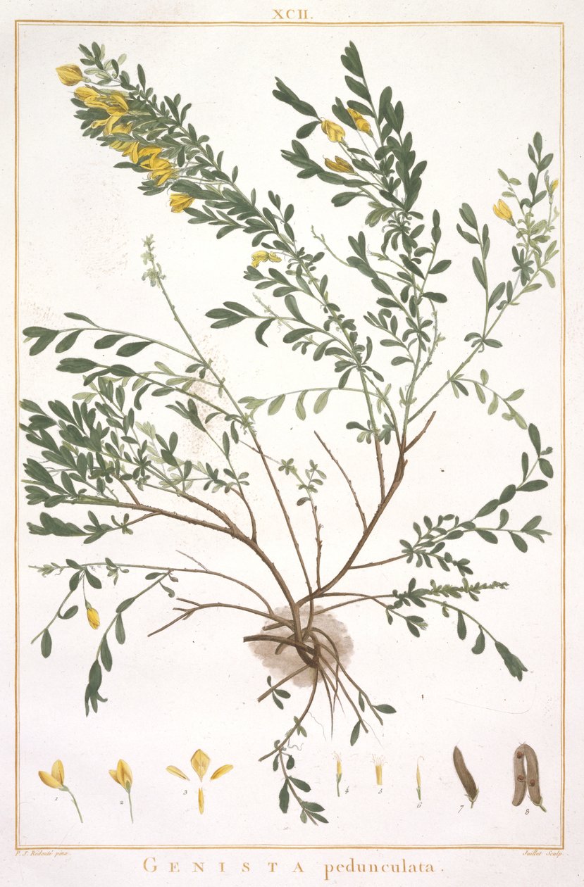 ساكن المكنسة من شرائط جديدة أو أقل Cognitae ، 1784 (نقش يدوي) بواسطة بيير جوزيف ريدوت