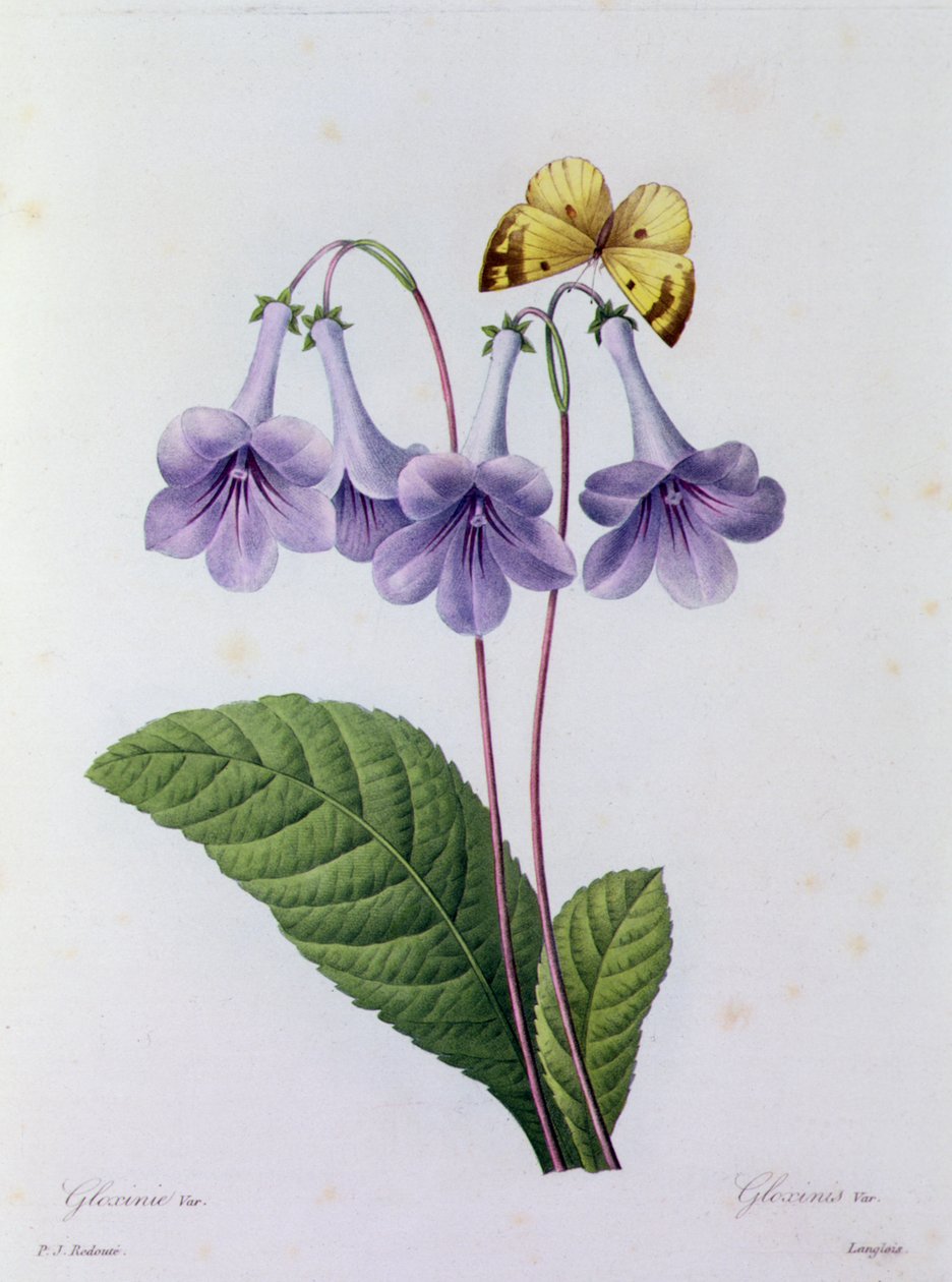 Gloxinia (نقش ملون) بواسطة بيير جوزيف ريدوت