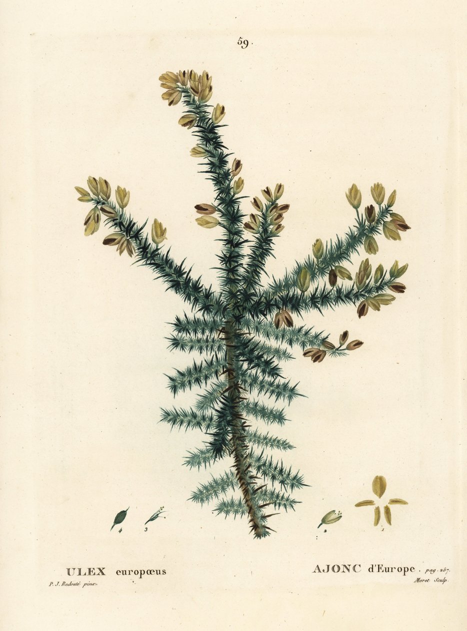 Gorse, furze or whin, Ulex europaeus. Handcoloured stipple engraving by Moret after an illustration by Pierre-Joseph Redoute from Henri Louis Duhamel du Moncel