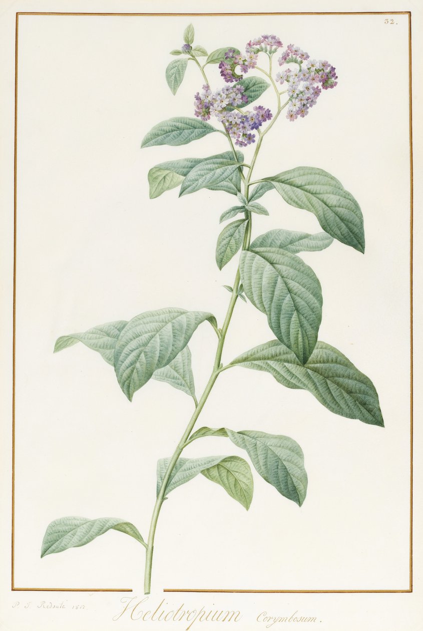 Heliotropium Corymbosurn ، 1812 (المرحاض ولون الجسم فوق الجرافيت على الرق) بواسطة بيير جوزيف ريدوت