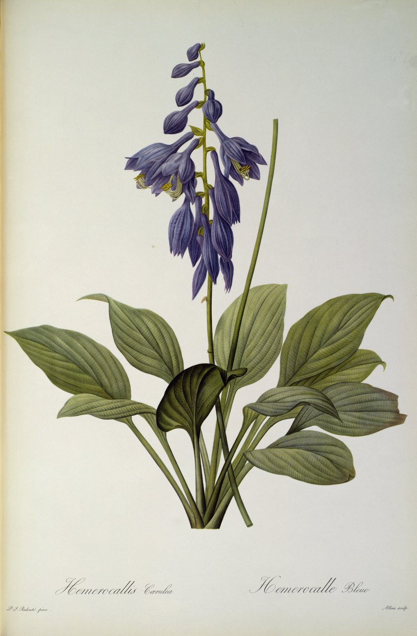 Hemerocallis Caerulea ، من `` Les Liliacees &39;&39; ، 1806 بواسطة بيير جوزيف ريدوت