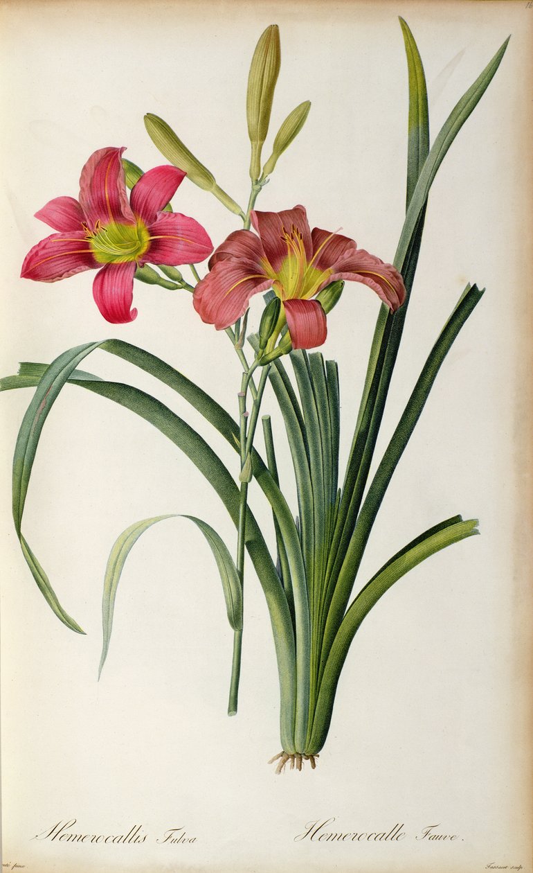 Hemerocallis fulva ، من `Les Liliacearum ، 1805 بواسطة بيير جوزيف ريدوت
