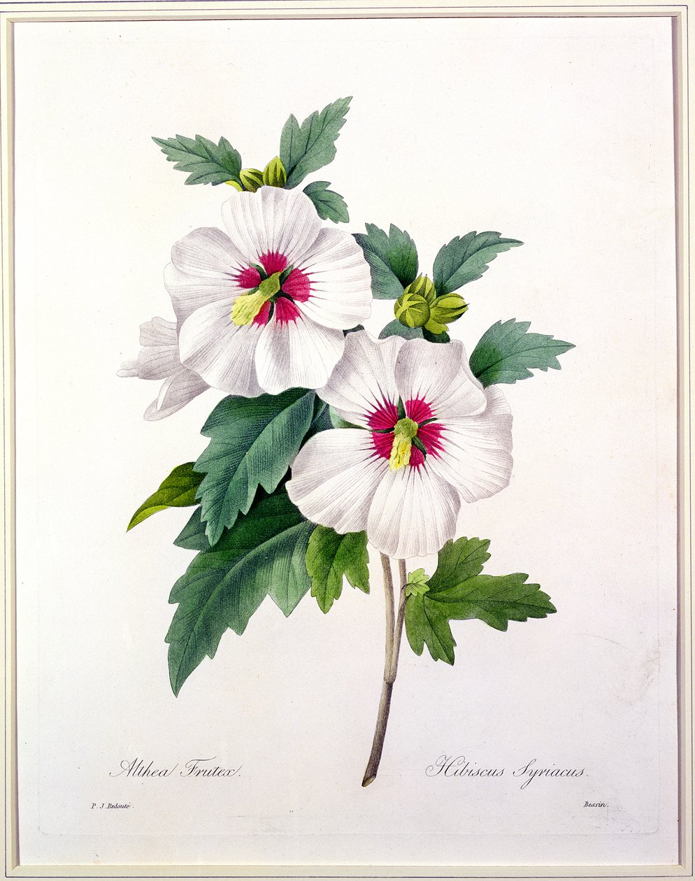 الكركديه syriacus ، منقوش من قبل Bessin ، من "Choix des Plus Belles Fleurs" ، 1827 بواسطة بيير جوزيف ريدوت