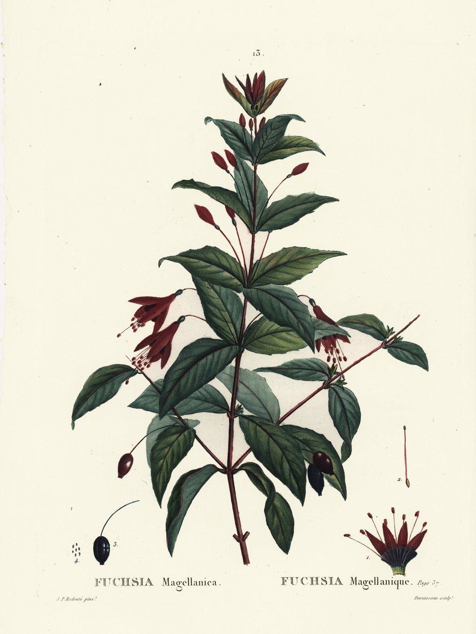 Hummingbird fuchsia, Fuchsia magellanica. Handcoloured stipple engraving by Du Ruisseau after an illustration by Pierre-Joseph Redoute from Henri Louis Duhamel du Moncel