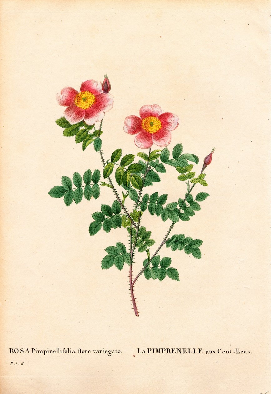 وردة Hundred-Crowns Burnet ، تشكيلة Rosa pimpinellifolia ، La Pimprenelle aux Cent-Ecus. نقش على لوح نحاسي مُنقط يدويًا من "" Les Roses "لبيير جوزيف Redoute ،" باريس بواسطة بيير جوزيف ريدوت