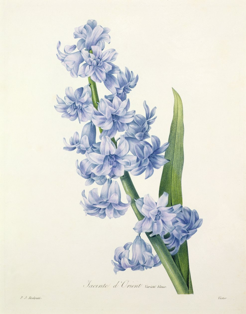Hyacinthus orientalis (السنبل المشترك) ، منقوش بواسطة Victor ، من "Choix des Plus Belles Fleurs" ، 1827 بواسطة بيير جوزيف ريدوت