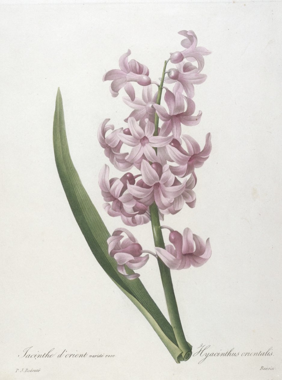صفير وردة ذهبية متنوعة ، Hyacinthus orientalis ، من اختيار أجمل الزهور وأجمل الفواكه ، 1827 (نقش بخط اليد) بواسطة بيير جوزيف ريدوت