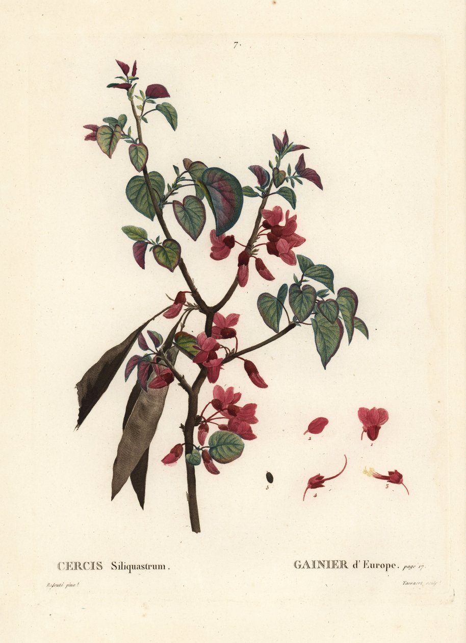 شجرة يهوذا ، Cercis siliquastrum. نقش منقوش يدويًا بواسطة Tassaert بعد رسم بيير جوزيف Redoute من Henri Louis Duhamel du Moncel