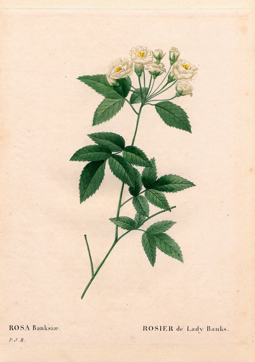 Lady Banks rose, Rosa banksiae var. alba-plena. Handcoloured stipple copperplate engraving from Pierre Joseph Redoute