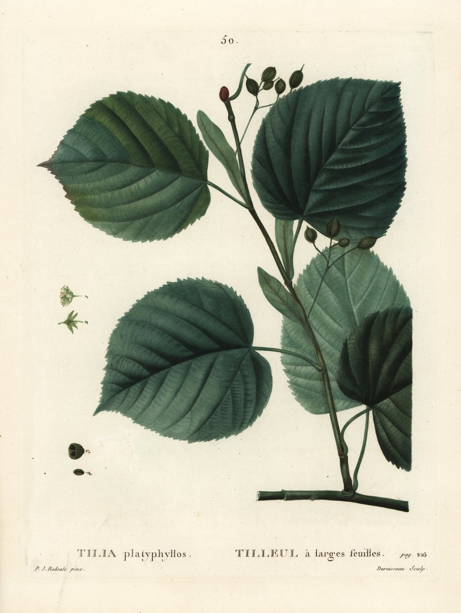 Largeleaf linden tree, Tilia platyphyllos. Handcoloured stipple engraving by Du Ruisseau after an illustration by Pierre-Joseph Redoute from Henri Louis Duhamel du Moncel