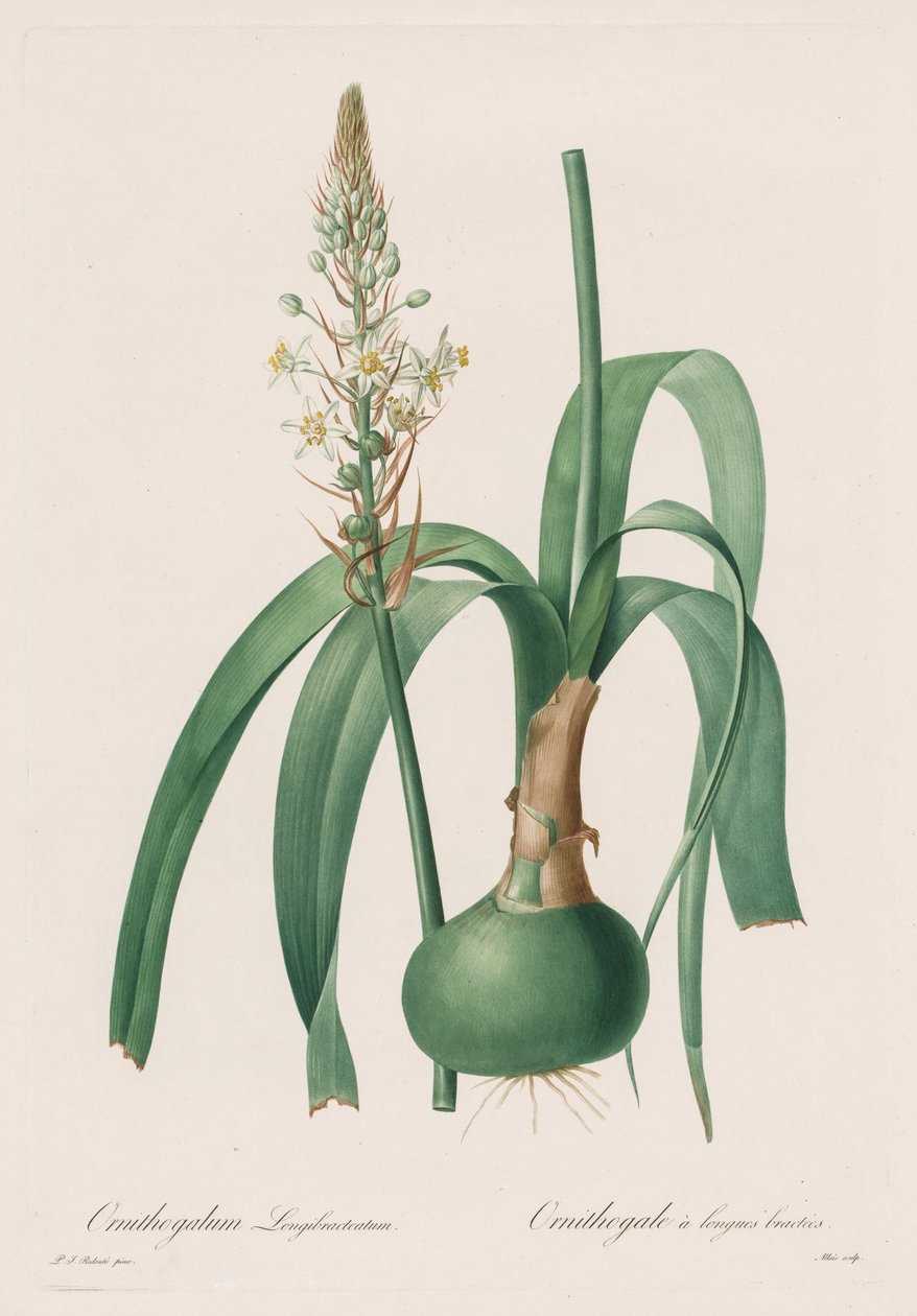 ليليسيه: Ornithogalum longibracteatum بواسطة بيير جوزيف ريدوت