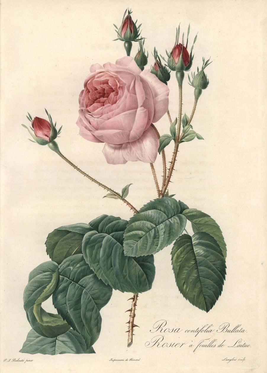 وردة أوراق الخس - Eau forte de Langlois ، بناءً على توضيح من بيير جوزيف ريدوت (1759-1840) ، من Les Roses بواسطة بيير جوزيف ريدوت