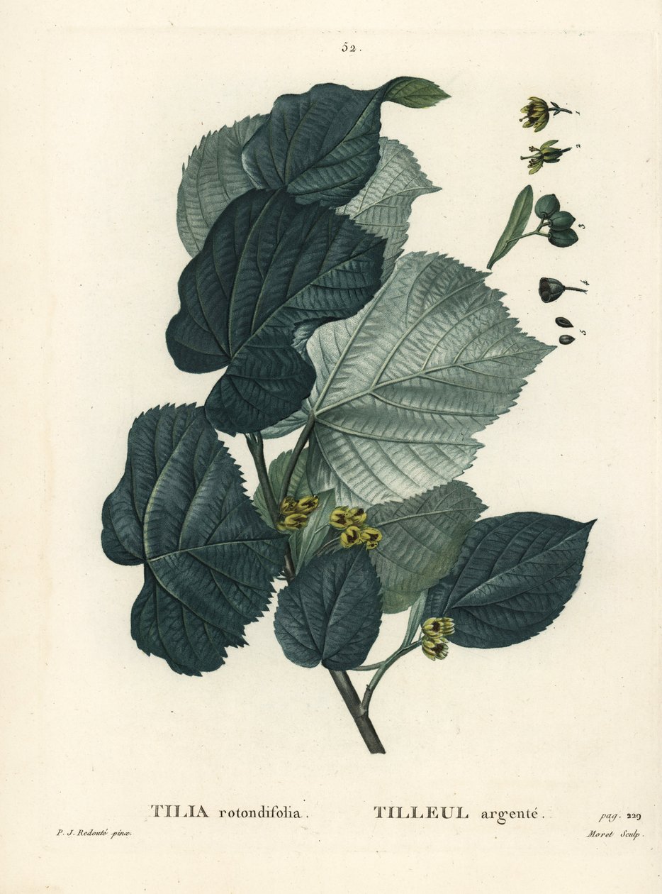 شجرة الليمون ، تيليا rotundifolia. نقش منقوش يدويًا بواسطة موريه بعد رسم بيير جوزيف ريدوت من Henri Louis Duhamel du Moncel