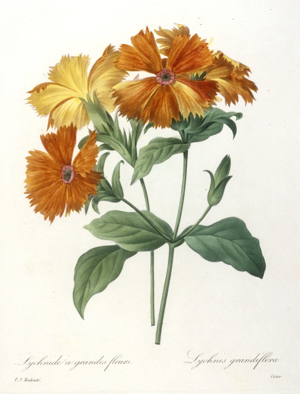 Lychnid المزهرة الكبيرة ، Lychnus grandiflora ، من Choice Des Plus Belle Fleurs et des Beaux Fruits ، 1827 (نقش يدوي ملون) بواسطة بيير جوزيف ريدوت