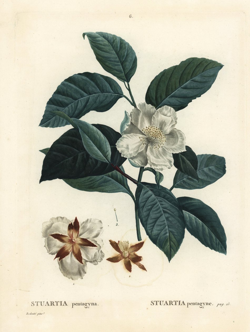 Malachodendron pentagynum (Stewartia أو Stuartia pentagyna). نقش منقوش يدويًا بعد رسم بيير جوزيف ريدوت من Henri Louis Duhamel du Monceau's Treat des Arbres et Shrustes ، باريس بواسطة بيير جوزيف ريدوت