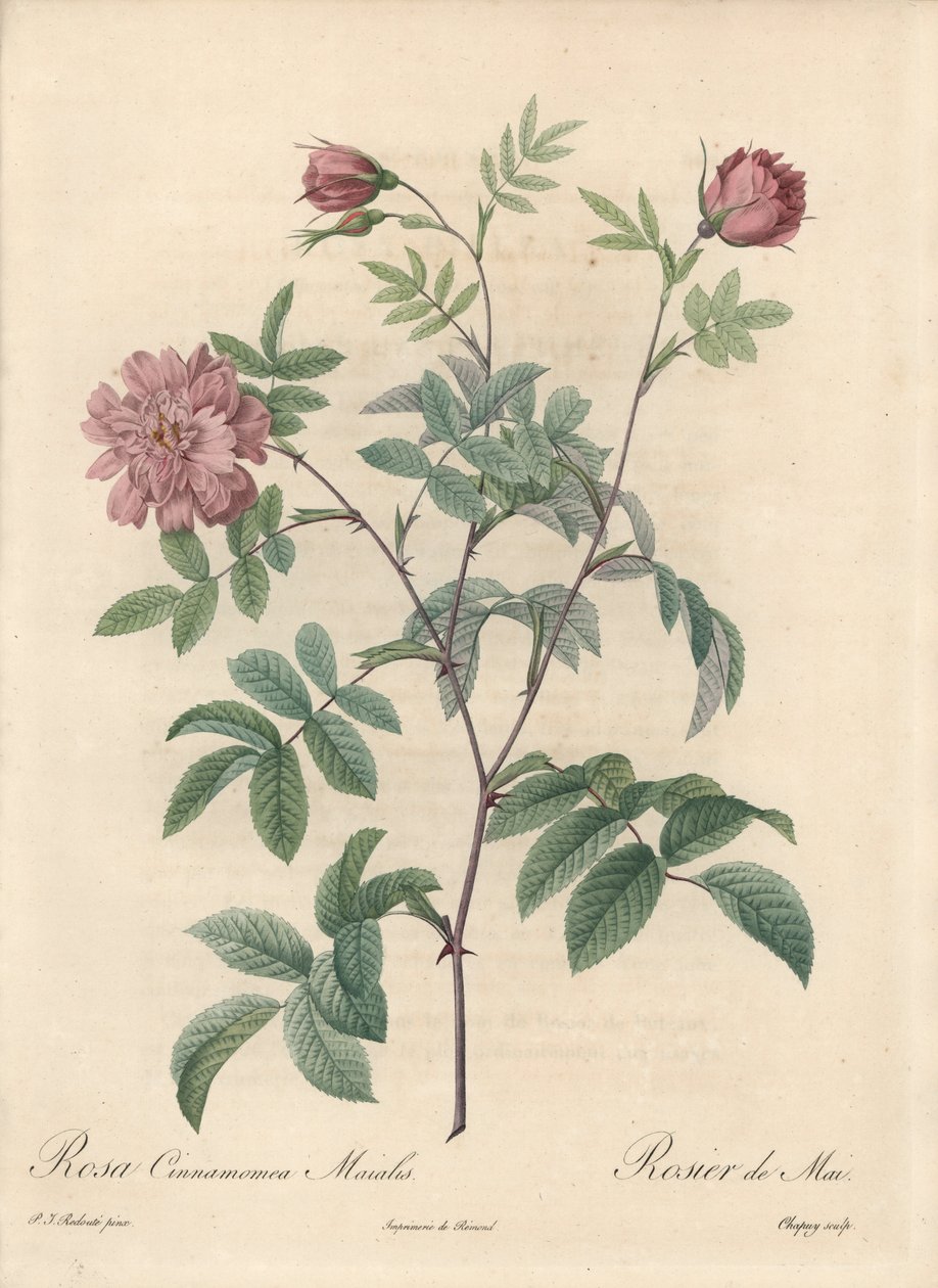 وردة مايو أو وردة القرفة - Eau forte de Chapuy ، من رسم بيير جوزيف ريدوت (1759-1840) ، مستخرج من Les Roses بواسطة بيير جوزيف ريدوت