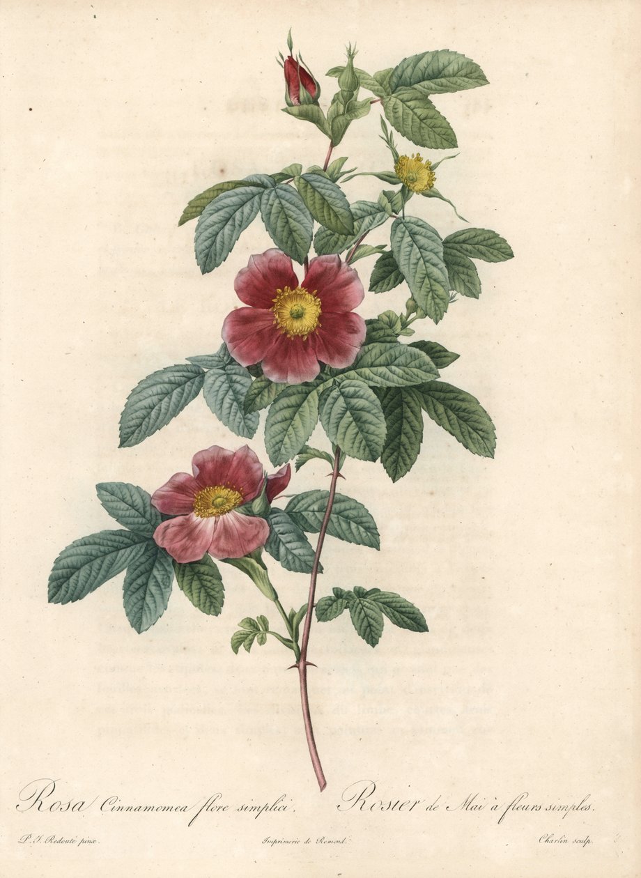 مايو روز أو قرفة الورد زهرة بسيطة - Eau forte by Charlin ، من رسم بيير جوزيف ريدوت (1759-1840) ، من Les Roses بواسطة بيير جوزيف ريدوت