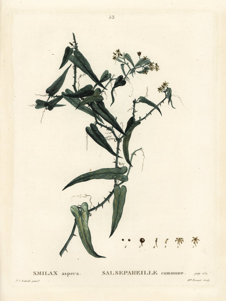 ابتسامة البحر الأبيض المتوسط ، Smilax aspera. نقش منقوش يدويًا من قبل الآنسة برينيه بعد رسم بيير جوزيف ريدوت من Henri Louis Duhamel du Moncel's Treat des Arbres et Shrustes ، باريس بواسطة بيير جوزيف ريدوت