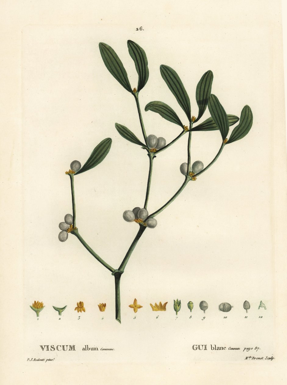 الهدال ، ألبوم Visum. نقش منقوش يدويًا من قبل الآنسة برينيه بعد رسم بيير جوزيف ريدوت من Henri Louis Duhamel du Moncel