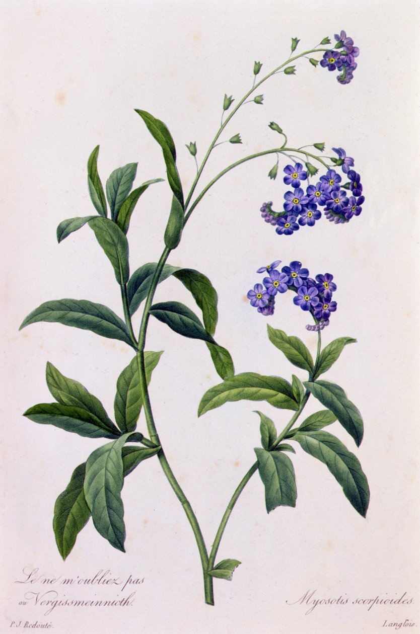 Myosotis Scorpiodes (نقش ملون) بواسطة بيير جوزيف ريدوت