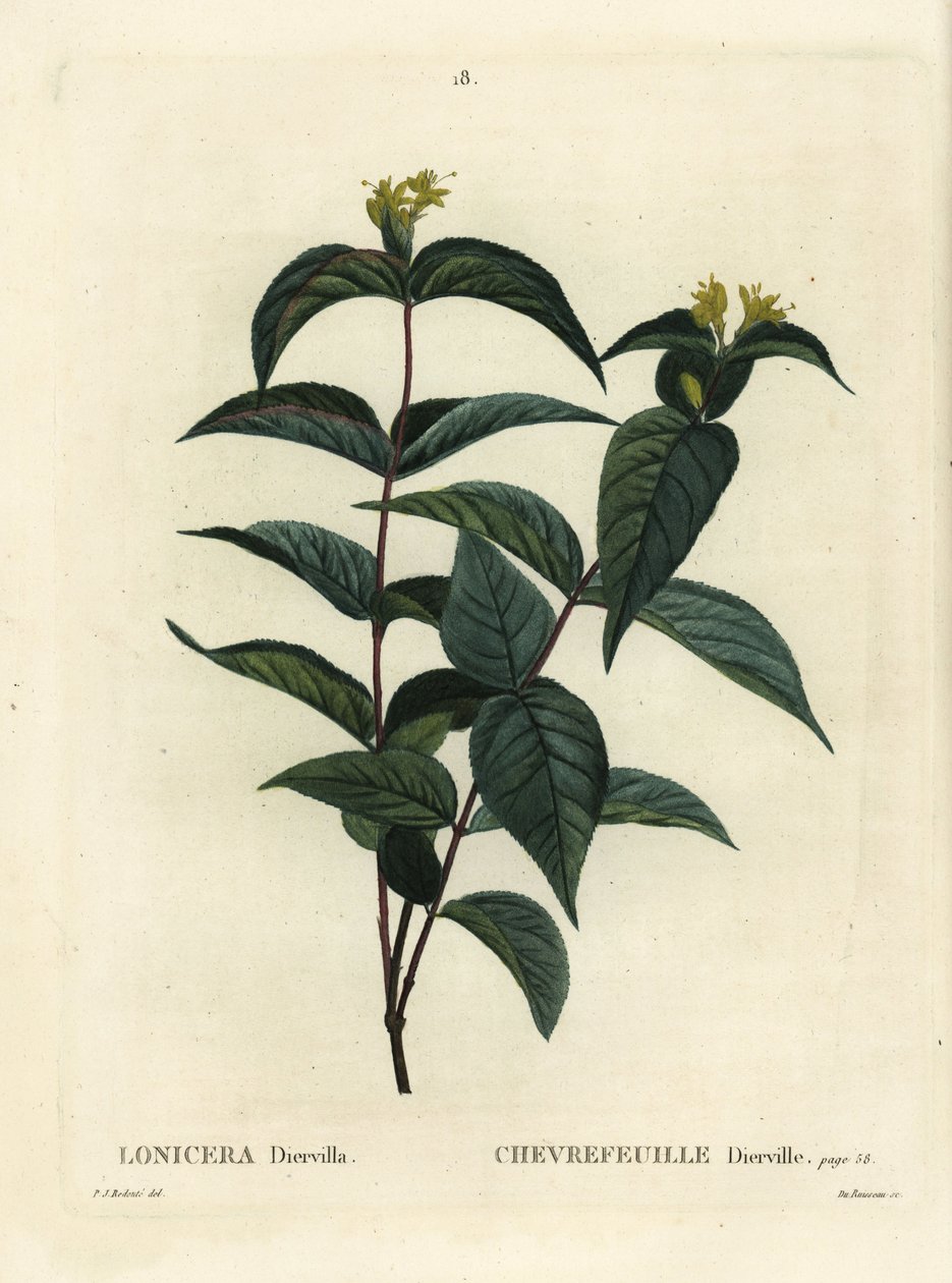زهر العسل في الأدغال الشمالية ، Diervilla lonicera (Lonicera diervilla). نقش منقوش يدويًا بواسطة Du Ruisseau بعد رسم بيير جوزيف Redoute من Henri Louis Duhamel du Moncel's Treat des Arbres et Shrustes ، باريس بواسطة بيير جوزيف ريدوت