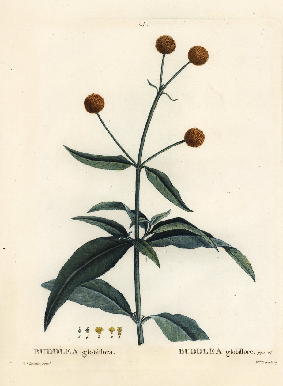 شجرة كرة برتقالية أو كرة برتقالية buddleja ، Buddleja globosa (Buddlea globiflora). نقش منقوش يدويًا من قبل الآنسة برينيه بعد رسم بيير جوزيف ريدوت من Henri Louis Duhamel du Moncel