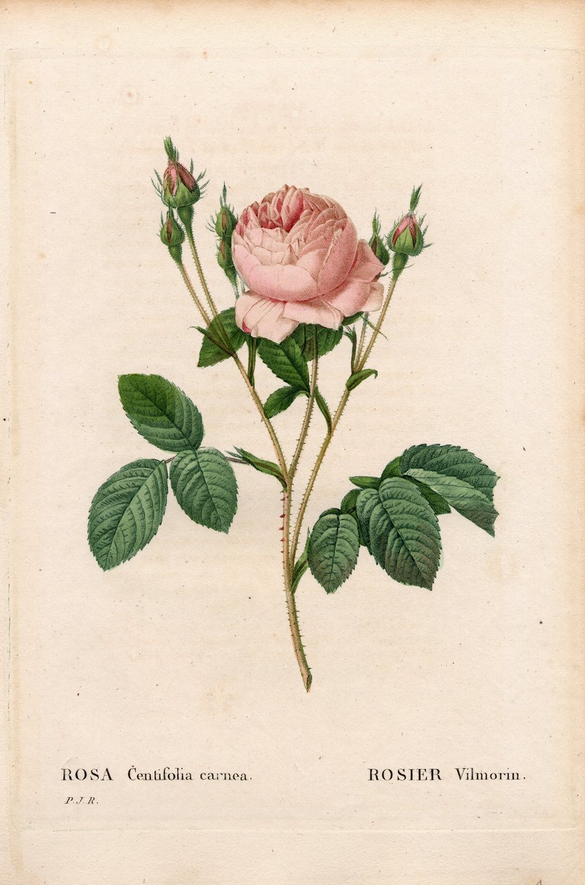 بينك فيلمورين ، روزا سنتيفوليا فيلمورين. نقش على لوح نحاسي مُنقط يدويًا من "" Les Roses "لبيير جوزيف Redoute ،" باريس بواسطة بيير جوزيف ريدوت
