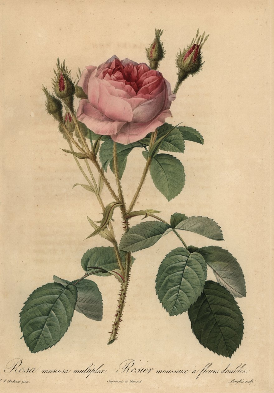 ارتفع الطحلب الوردي ، Rosa centifolia f. موسكوسا بواسطة بيير جوزيف ريدوت