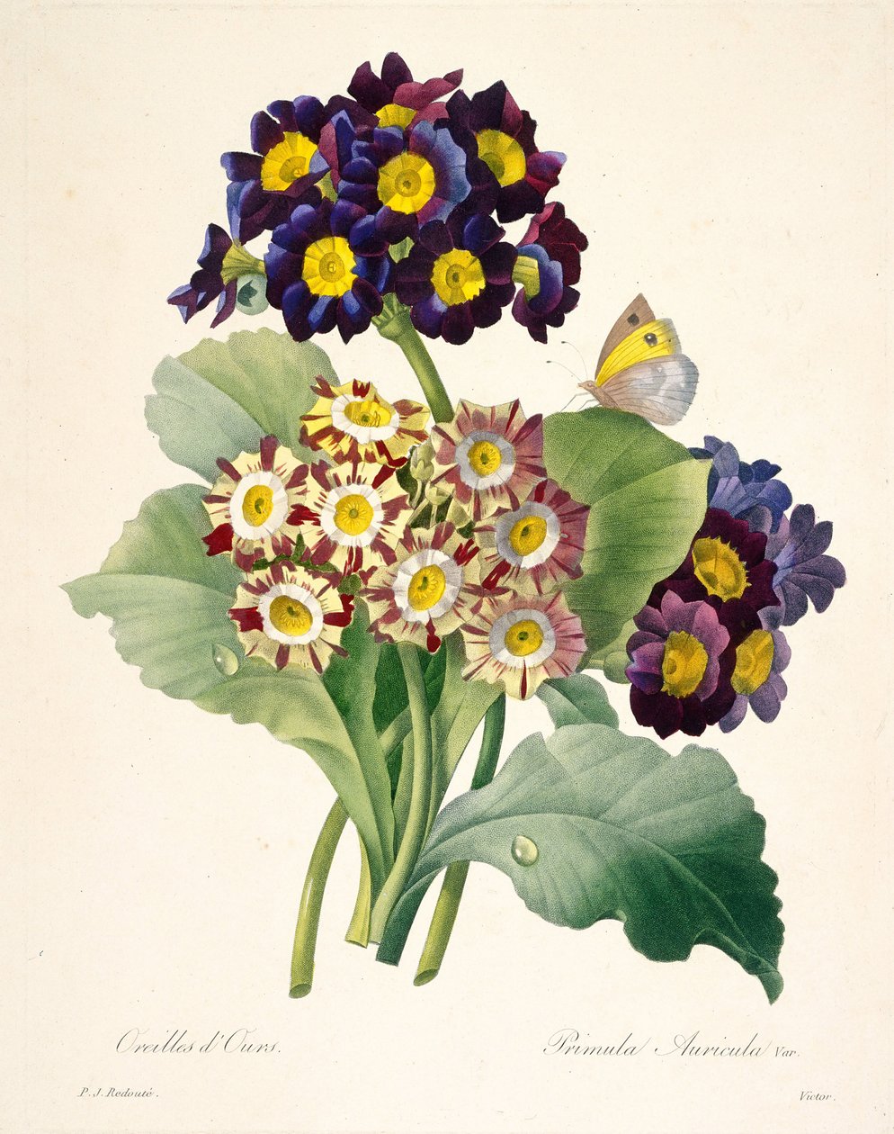 Primula auricula Primroses ، 1827. بواسطة بيير جوزيف ريدوت