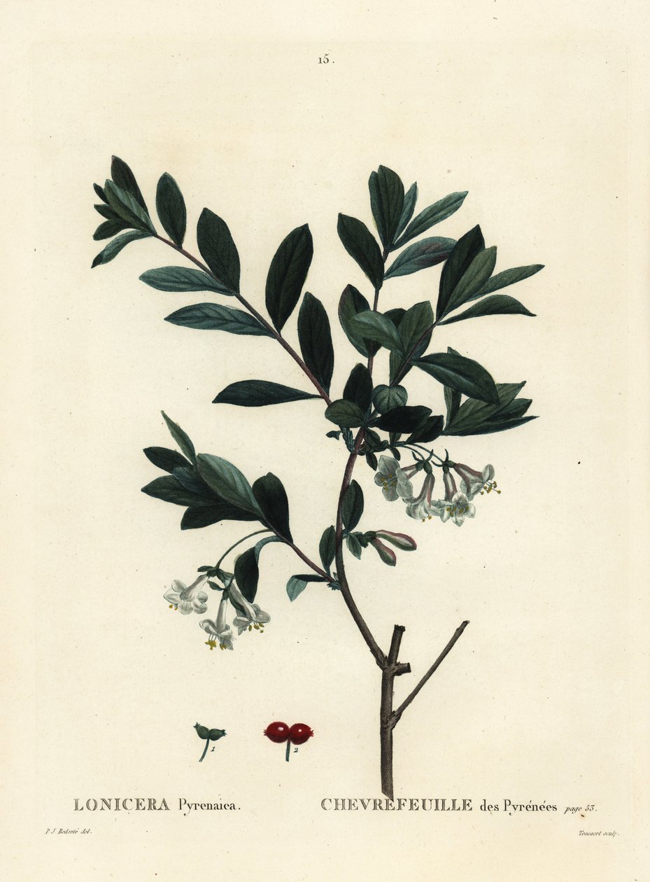 زهر العسل البرانس ، Lonicera pyrenaica. نقش منقوش يدويًا بواسطة Tessaert بعد رسم بيير جوزيف Redoute من Henri Louis Duhamel du Moncel's Treat des Trees et Shrustes ، باريس بواسطة بيير جوزيف ريدوت
