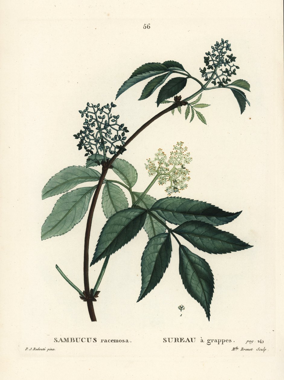 الخمان الأحمر أو شيخ التوت الأحمر ، Sambucus racemosa. نقش منقوش يدويًا من قبل الآنسة برينيه بعد رسم بيير جوزيف ريدوت من Henri Louis Duhamel du Moncel