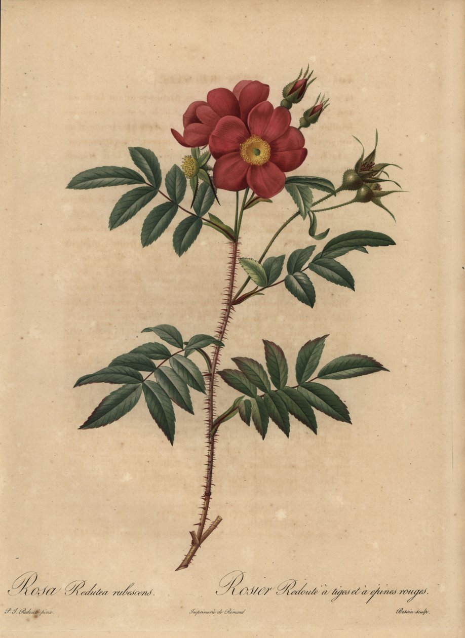 Red rose, Rosa  بواسطة بيير جوزيف ريدوت