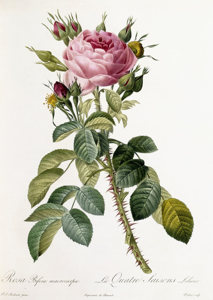 Rosa Bifera macrocarpa ، 1817-1824 بواسطة بيير جوزيف ريدوت