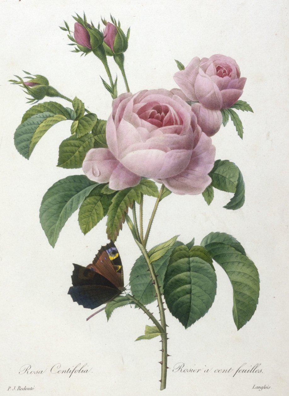 Rosa Centifolia ، Rosier مائة feuilles ، من Choice Des Plus Belle Fleurs et des Beaux Fruits ، 1827 (نقش يدوي ملون) بواسطة بيير جوزيف ريدوت
