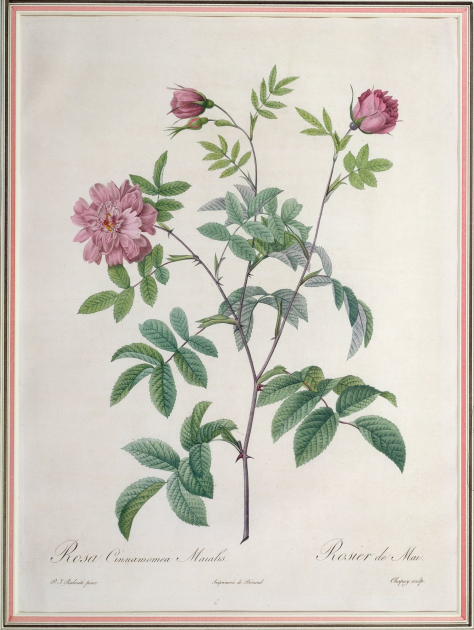 Rosa Cinnamomea Maialis ، محفورة بواسطة Chapuy ، نشرتها Remond بواسطة بيير جوزيف ريدوت