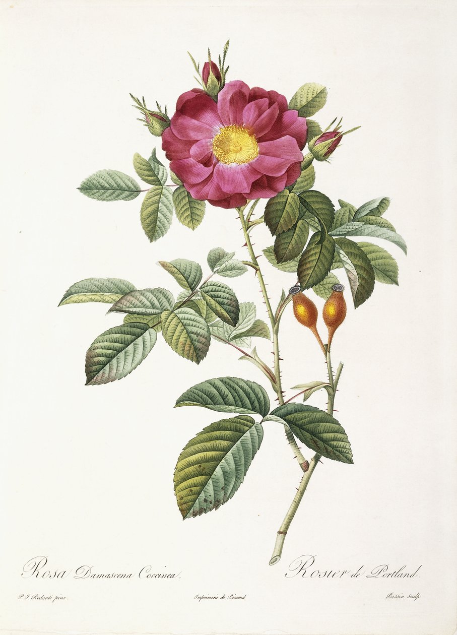 Rosa Damascena Coccina بواسطة بيير جوزيف ريدوت