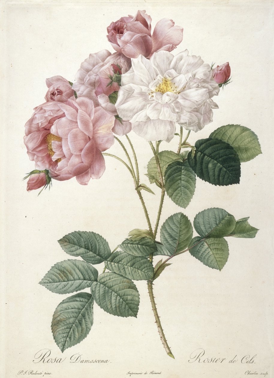 Rosa Damascena ، Rosier de Cels ، من Les Roses ، 1817-24 (نقش بخط اليد) بواسطة بيير جوزيف ريدوت