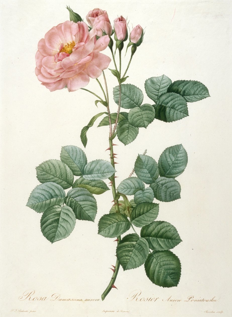 Rosa Damascena aurora ، Rosier Aurore Poniatowska من La Couronne de roses ، 1817-1824. بواسطة بيير جوزيف ريدوت