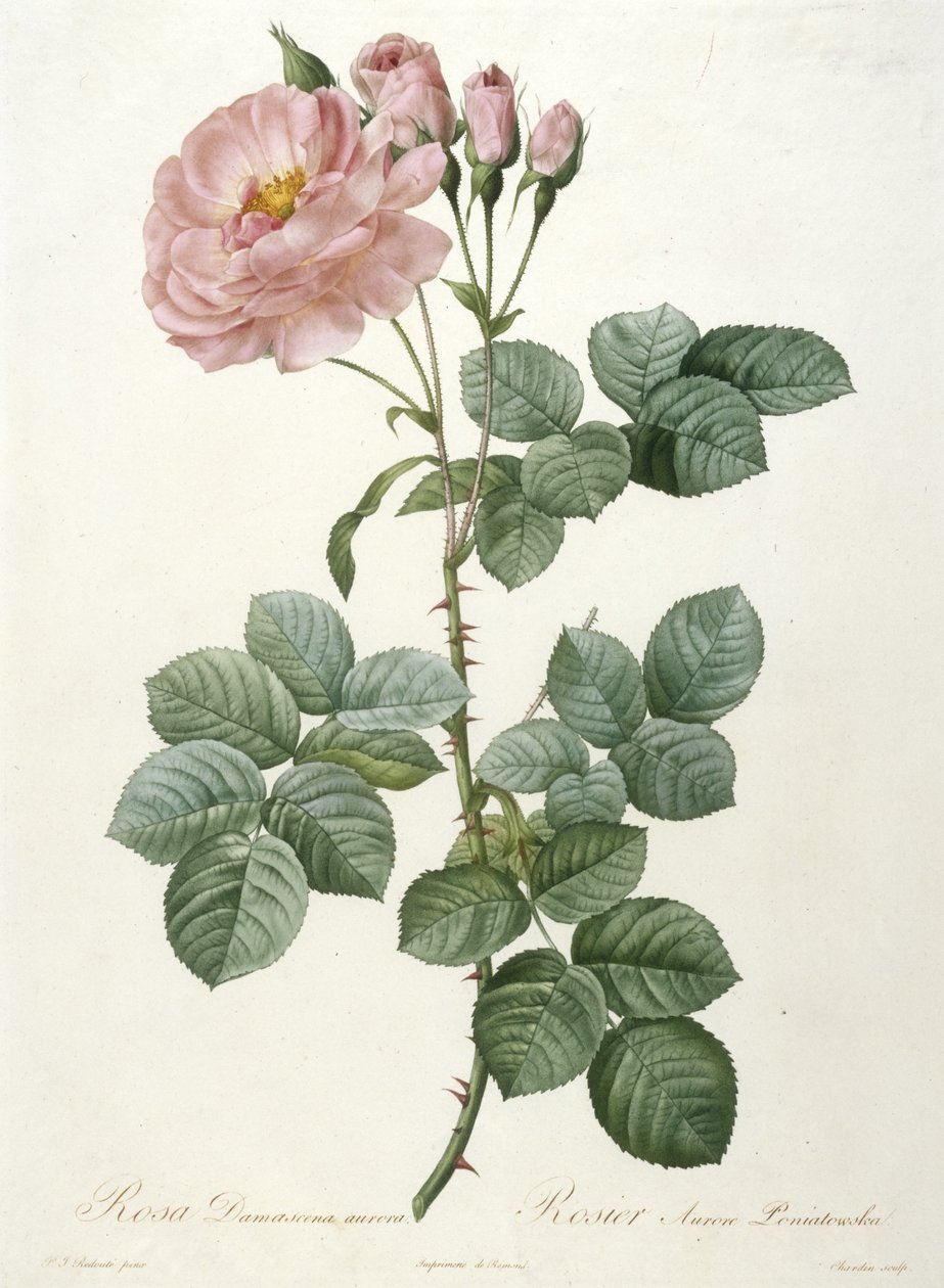Rosa Damascena aurora ، Rosier Aurore Poniatowska ، من La Couronne Des Roses ، 1817-1824 (نقش بخط اليد الملونة) بواسطة بيير جوزيف ريدوت