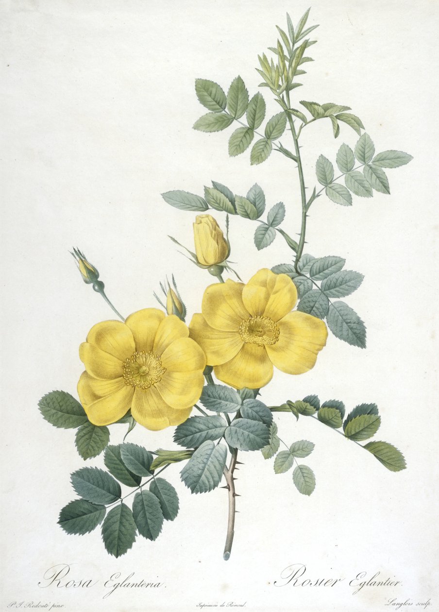 Rosa Eglanteria ، Rosier Eglantier ، من Les Roses ، 1817-24 (نقش رسم يدوي) بواسطة بيير جوزيف ريدوت