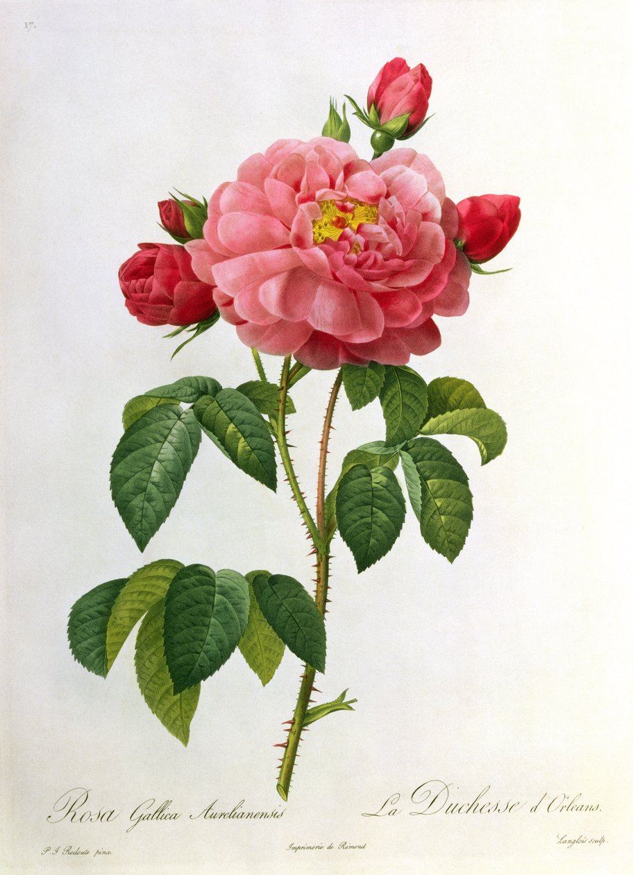 Rosa Gallica Aurelianensis ، محفورة بواسطة Eustache Hyacinthe Langlois (1777-1837) بواسطة بيير جوزيف ريدوت