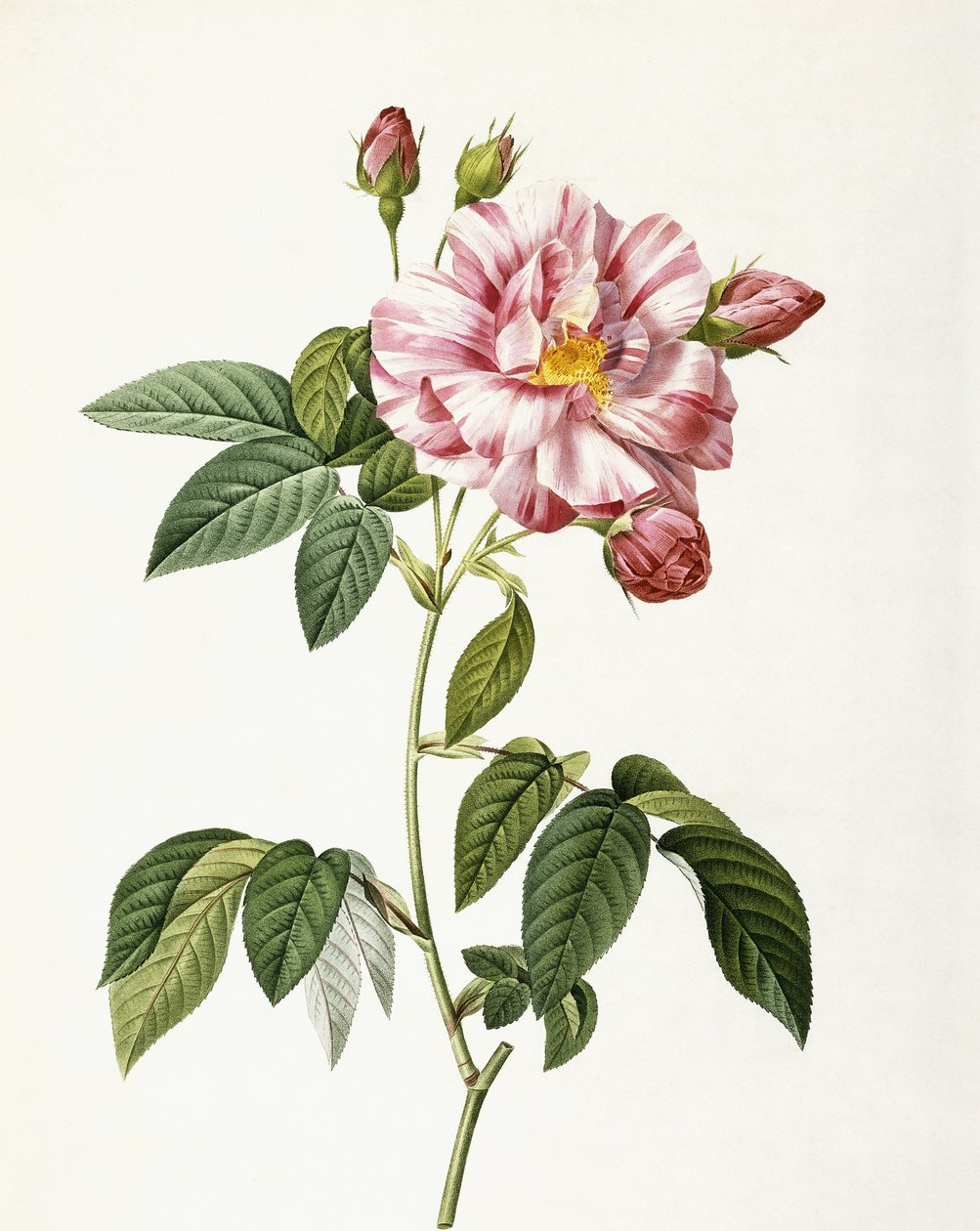 Rosa Gallica Versicolor بواسطة بيير جوزيف ريدوت