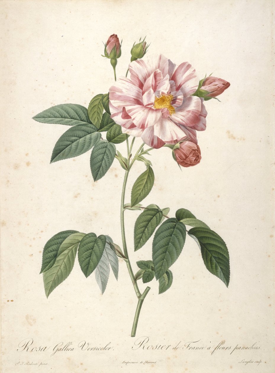 Rosa Gallica Versicolor ، Rosier de France ، زهور متنوعة ، من Les Roses ، 1817-24 (نقش يدوي ملون) بواسطة بيير جوزيف ريدوت