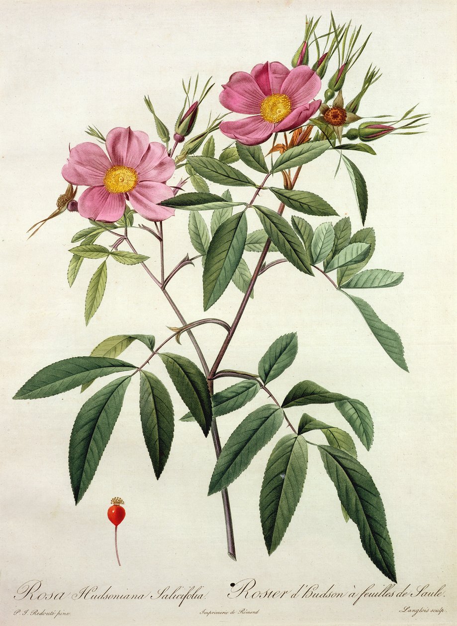 Rosa Hudsoniana Salicifolia ، محفورة بواسطة Langlois ، نشرتها Remond بواسطة بيير جوزيف ريدوت